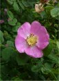 native rose